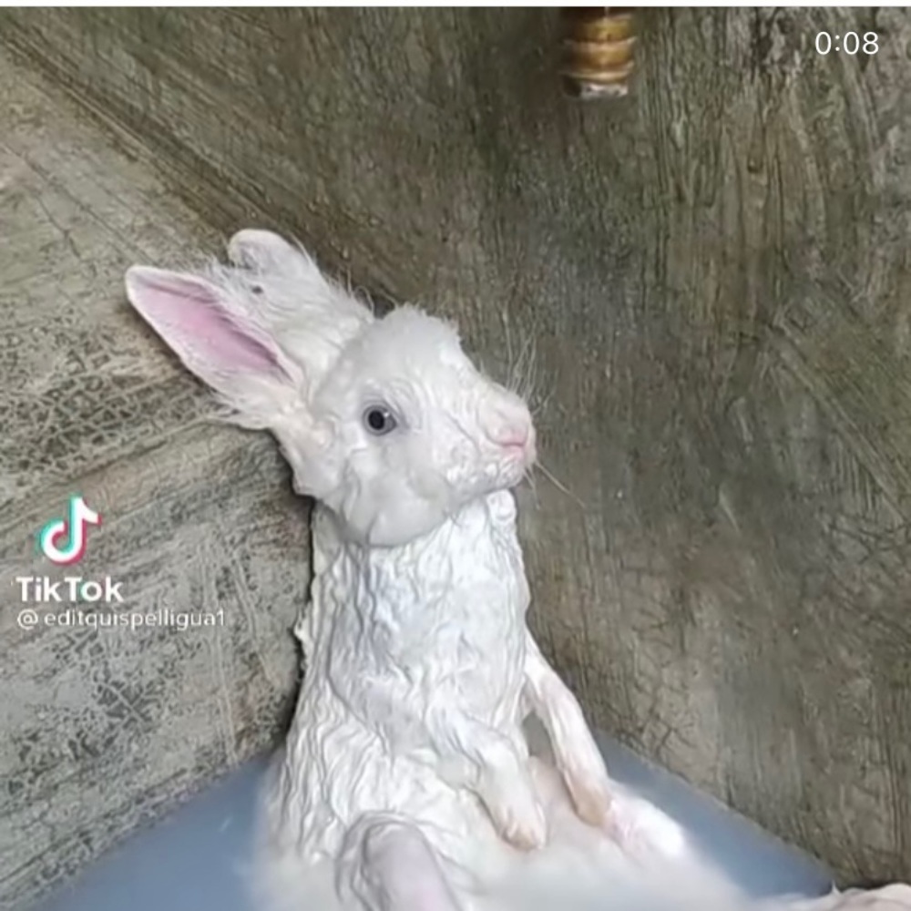 Meet your Posher, Marcellino